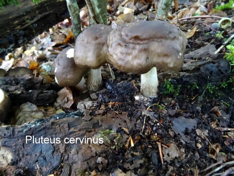 Pluteus cervinus-amf1485-1.jpg - Pluteus cervinus ; Syn: Pluteus atricapillus ; Nom français: Plutée couleur de cerf
